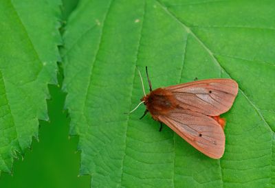 Phragmatobia fuliginosa / Kleine beer