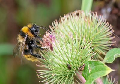 Field cuckoo bumblebee / Gewone koekoekshommel