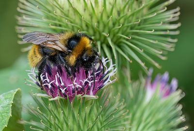 Field cuckoo bumblebee / Gewone koekoekshommel