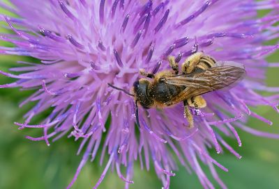 Great Banded Furrow-bee / Breedbandgroefbij