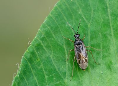 Dicyphus globulifer / Koekoeksbloembochelwants