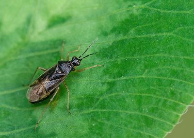 Dicyphus globulifer / Koekoeksbloembochelwants