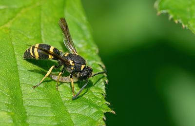 Allodynerus rossii