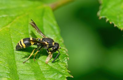 Allodynerus rossii