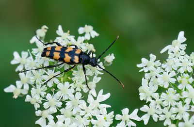 Four-banded Longhorn Beetle / Vierbandsmalbok