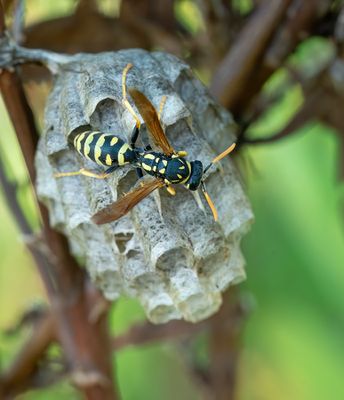 Polistes gallicus / Cryptische veldwesp