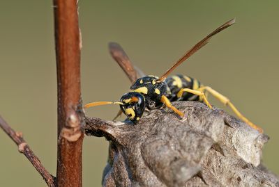 Polistes gallicus / Cryptische veldwesp