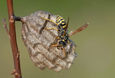 Polistes gallicus / Cryptische veldwesp