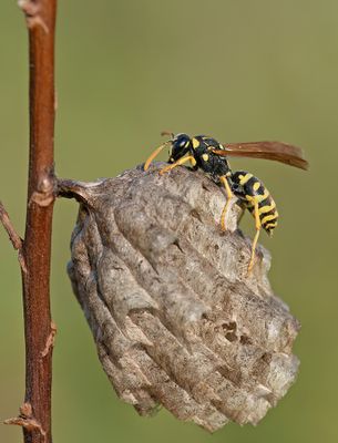 Polistes gallicus / Cryptische veldwesp