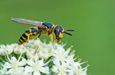 European beewolf / Bijenwolf