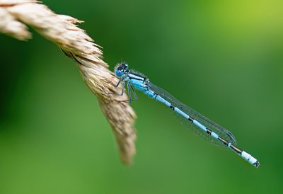 Common Blue Damselfly / Watersnuffel