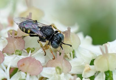 Oxybelus bipunctatus / Gladde spieswesp