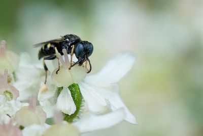 Oxybelus bipunctatus / Gladde spieswesp
