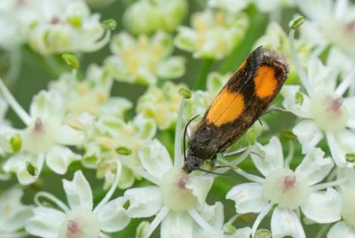 Pammene aurana / Oranje dwergbladroller