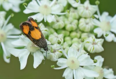 Pammene aurana / Oranje dwergbladroller