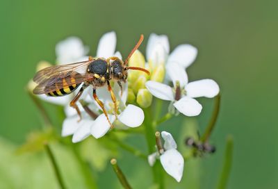 Gooden's Nomad bee / Smalbandwespbij