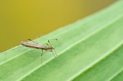 Berytinus minor  / Gewone steltwants 