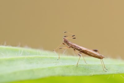 Berytinus minor  / Gewone steltwants 