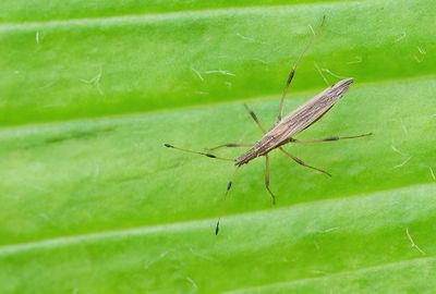 Berytinus minor  / Gewone steltwants 