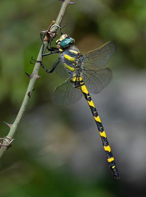 Blue-Eyed Goldenring / Blauwoogbronlibel