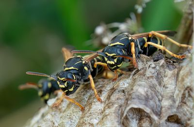 Polistes nimpha / Groefkopveldwesp