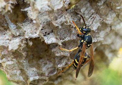 Polistes nimpha / Groefkopveldwesp