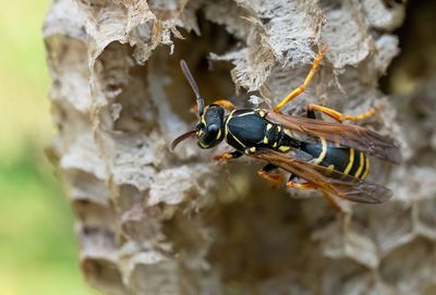 Polistes nimpha / Groefkopveldwesp