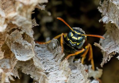 Polistes nimpha / Groefkopveldwesp