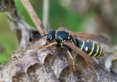 Polistes nimpha / Groefkopveldwesp