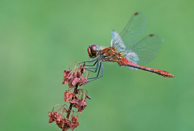 Ruddy Darter / Bloedrode Heidelibel