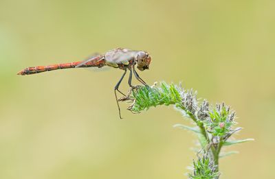 Common Darter / Bruinrode Heidelibel