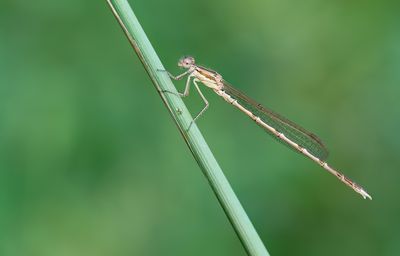 Brown emerald damselfly / Bruine winterjuffer 