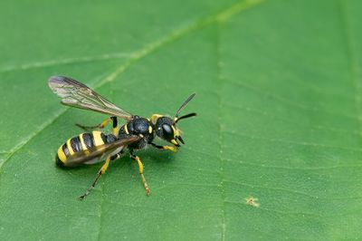 Cerceris quadricincta / Geelbuikknoopwesp
