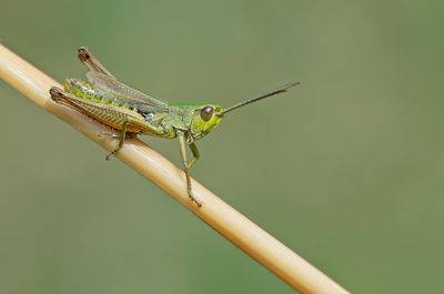 Meadow Grashopper / Krasser