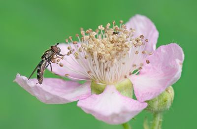 White-footed Hoverfly / Micaplatvoetje