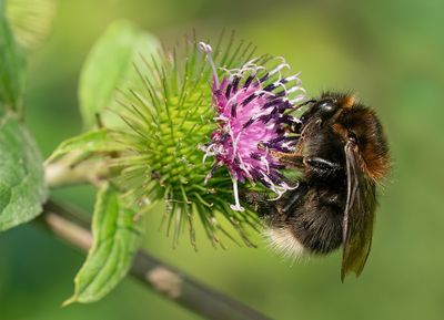 Bombus hypnorum / Boomhommel
