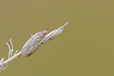 Lopus decolor / Albinoblindwants 
