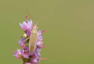Stenodema calcarata / Tweedoornsmallijf 