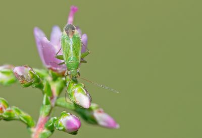 Orthotylus ericetorum / Heidesteilneus