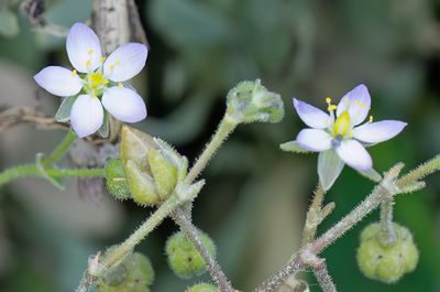 Spergularia media / Gerande schijnspurrie