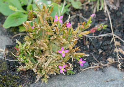 Centaurium pulchellum / Fraai duizendguldenkruid
