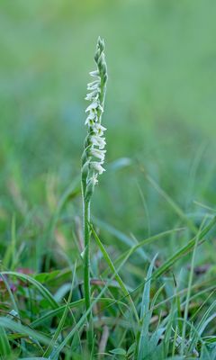 Spiranthes spiralis / Herfstschroeforchis