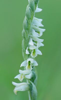 Spiranthes spiralis / Herfstschroeforchis