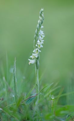 Spiranthes spiralis / Herfstschroeforchis