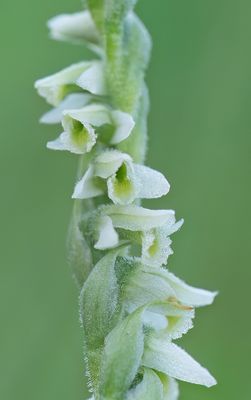 Spiranthes spiralis / Herfstschroeforchis