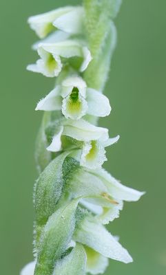 Spiranthes spiralis / Herfstschroeforchis