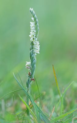 Spiranthes spiralis / Herfstschroeforchis