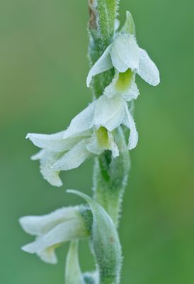 Spiranthes spiralis / Herfstschroeforchis