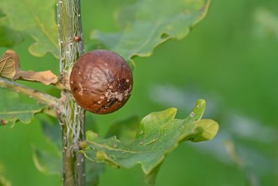 Andricus kollari / Knikkergalwesp