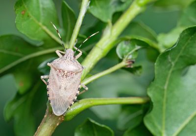 Rhaphigaster nebulosa / Grauwe schildwants